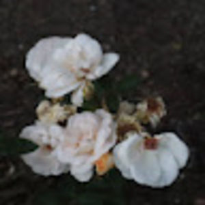 Meet your Posher, Eden